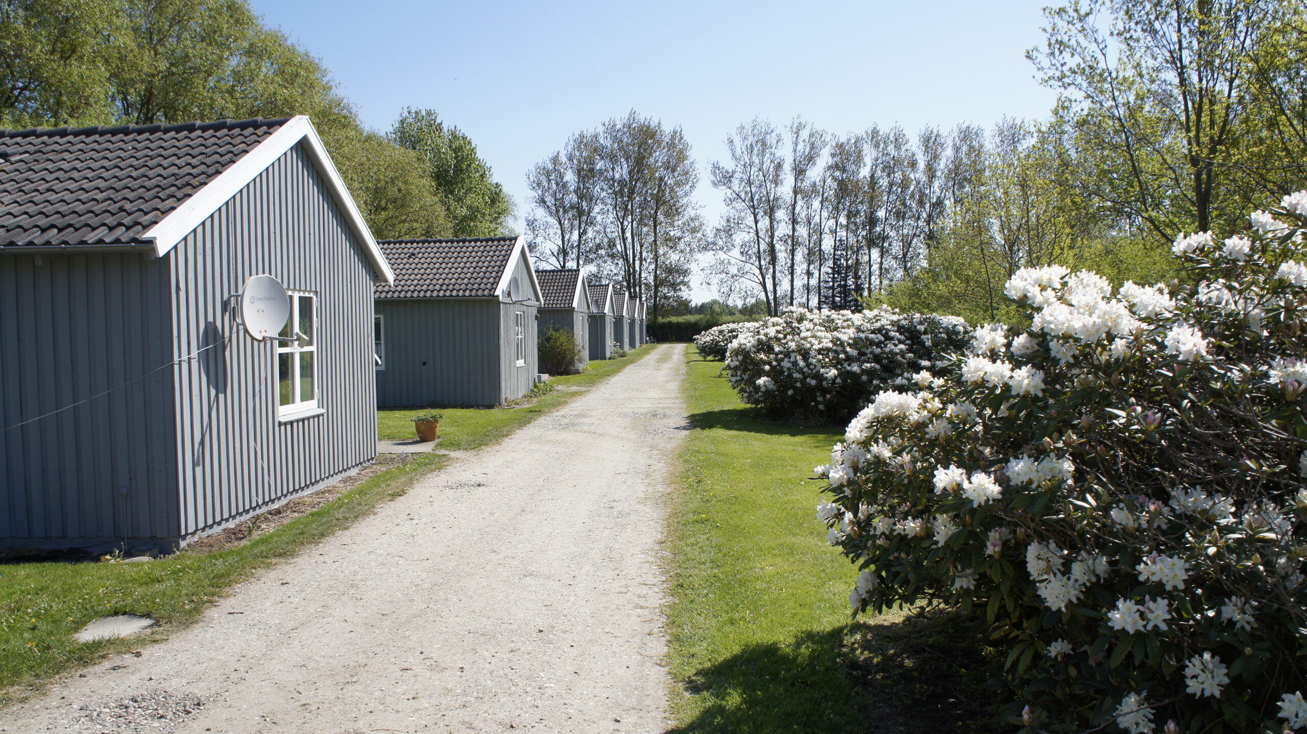 Række grå træhuse med saddeltag står langs en lige grussti på en solskinsdag. Store hvide blomstrende rhododendronbuske fylder højre side med grøn græsplæne og løvtræer i baggrunden.