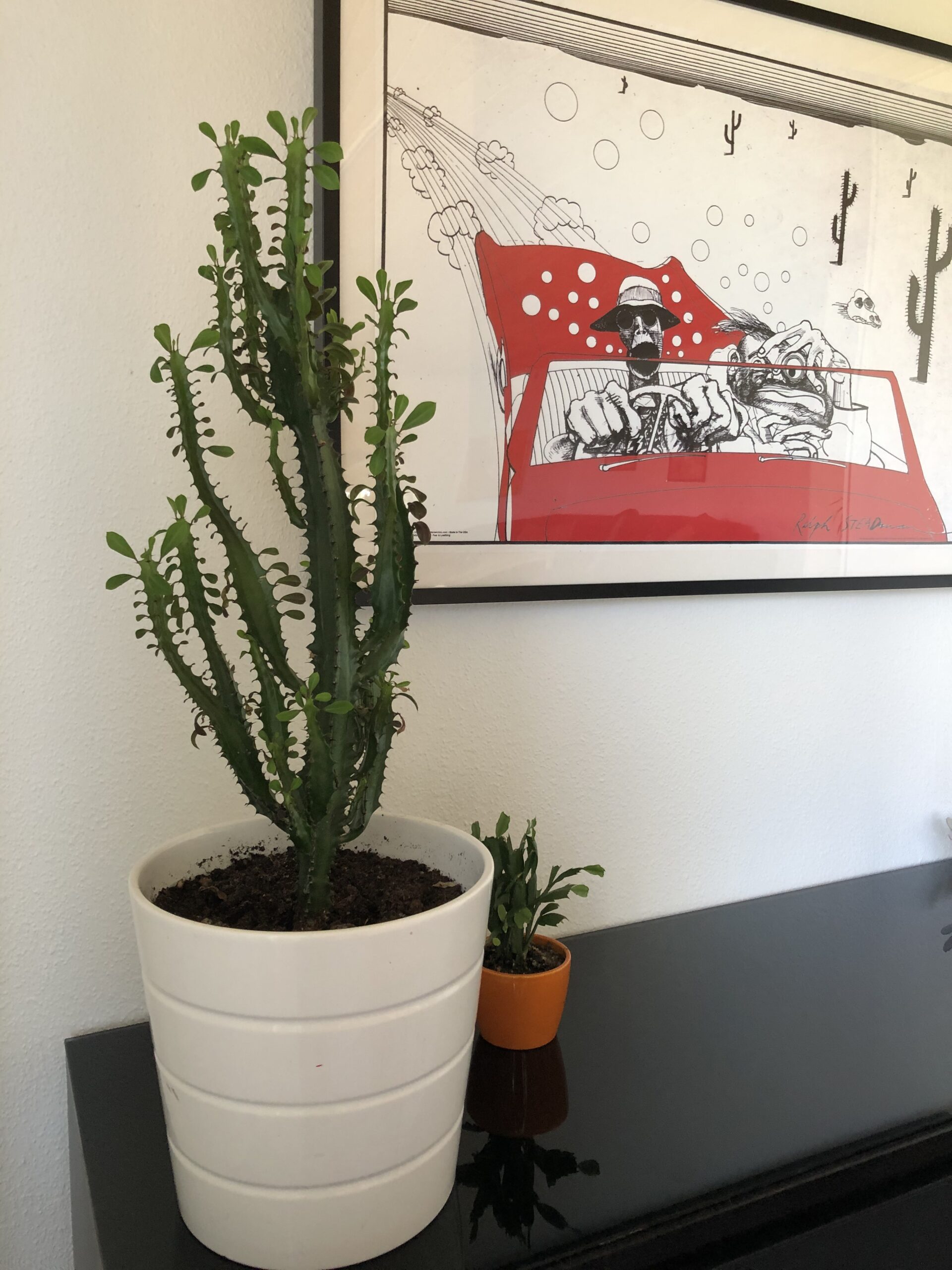 Høj sukkulent-lignende plante i en stor hvid urtepotte står på en blank sort bordplade med en mindre plante i en orange potte bagved. Over planten hænger en indrammet sort-hvid tegning med en rød bil og to figurer i førersædet.