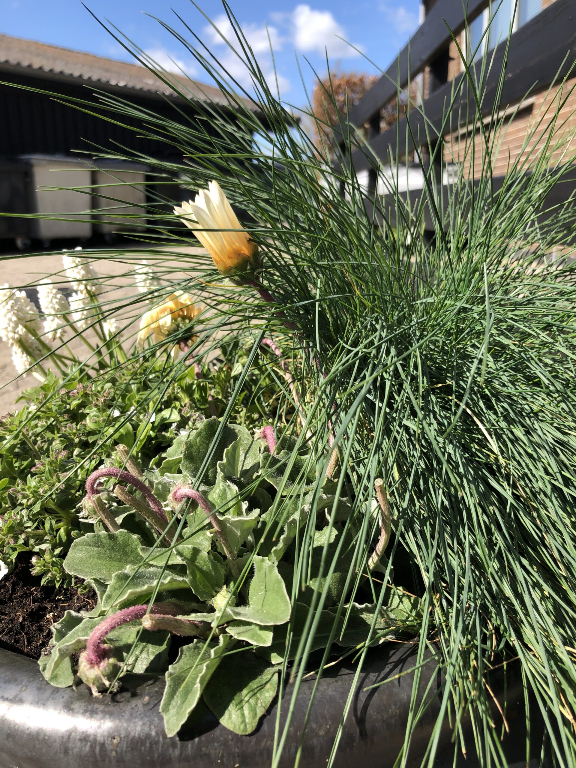 Rund metal plantekrukke fyldt med tæt, langt, nåleagtigt prydgræs og to lysegule, delvist lukkede blomster samt fløjlsagtige grønne blade og rosa snoede blomsterstilkknopper; sollys falder på planten foran en gårdsplads med murbygning og blå himmel.