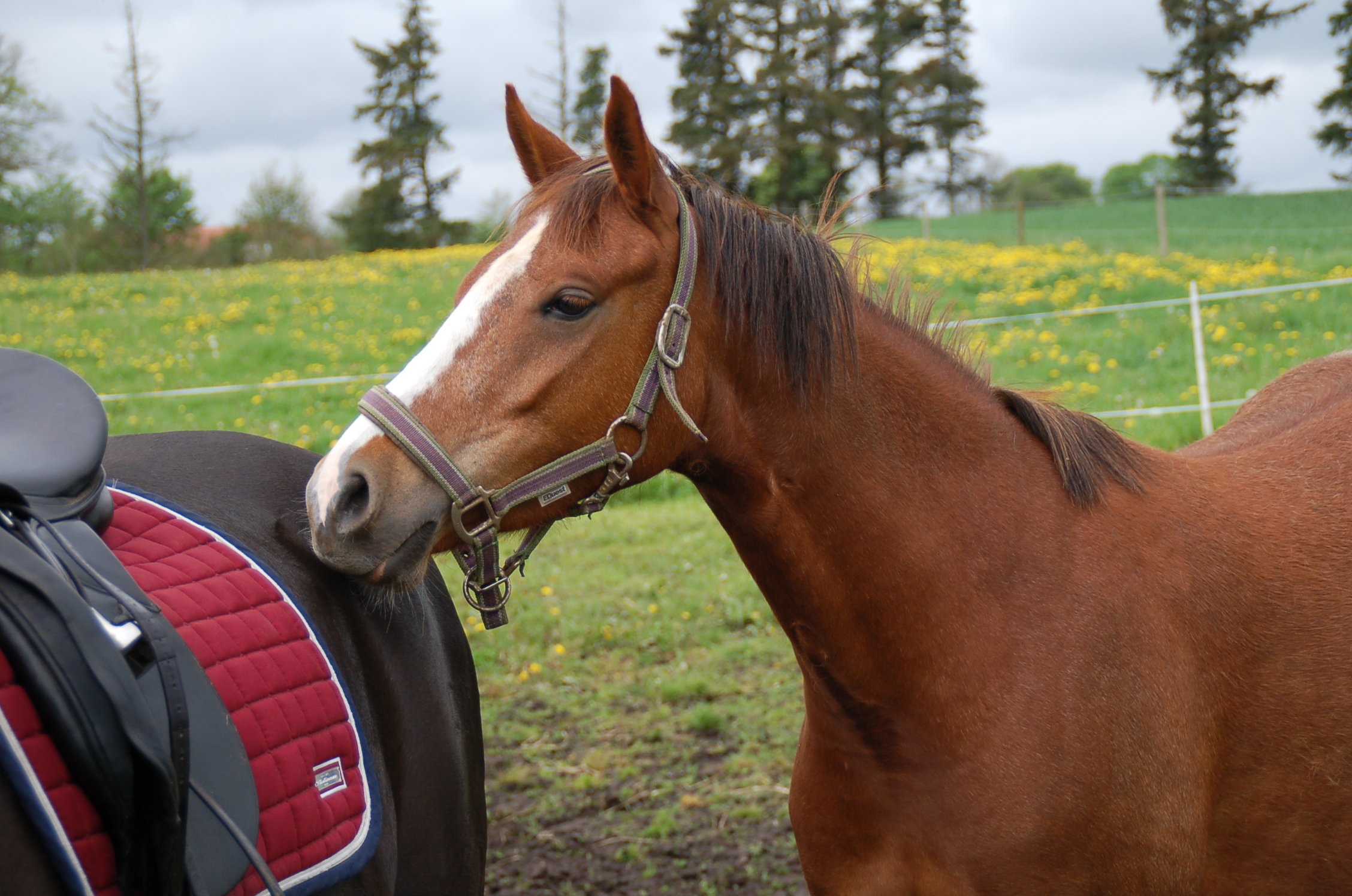 Brun hest med hvid blis og grønlig grime snuser til bagparten af en mørk hest med rødt sadelunderlag på en græsmark fyldt med gule blomster og nåletræer i baggrunden.
