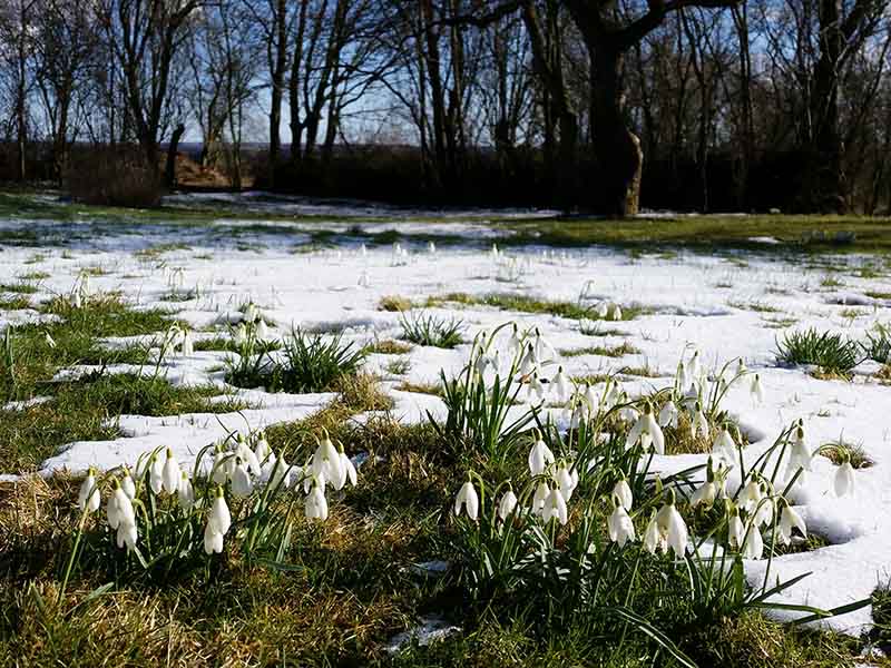 Klumper af hvide vintergækker stikker op gennem smeltende sne på en plettet græsmark, mens nøgne træer står i baggrunden under en klar blå himmel.