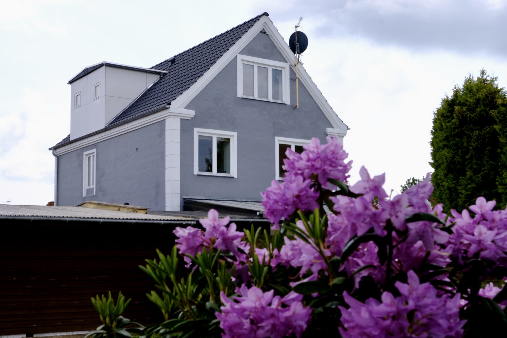 Lyserøde rhododendronblomster i tæt klynge i forgrunden, der delvist skjuler udsigten til et gråt to-etagers hus med mørkt tag, hvide vinduesrammer og satellitantenne under en overskyet himmel.