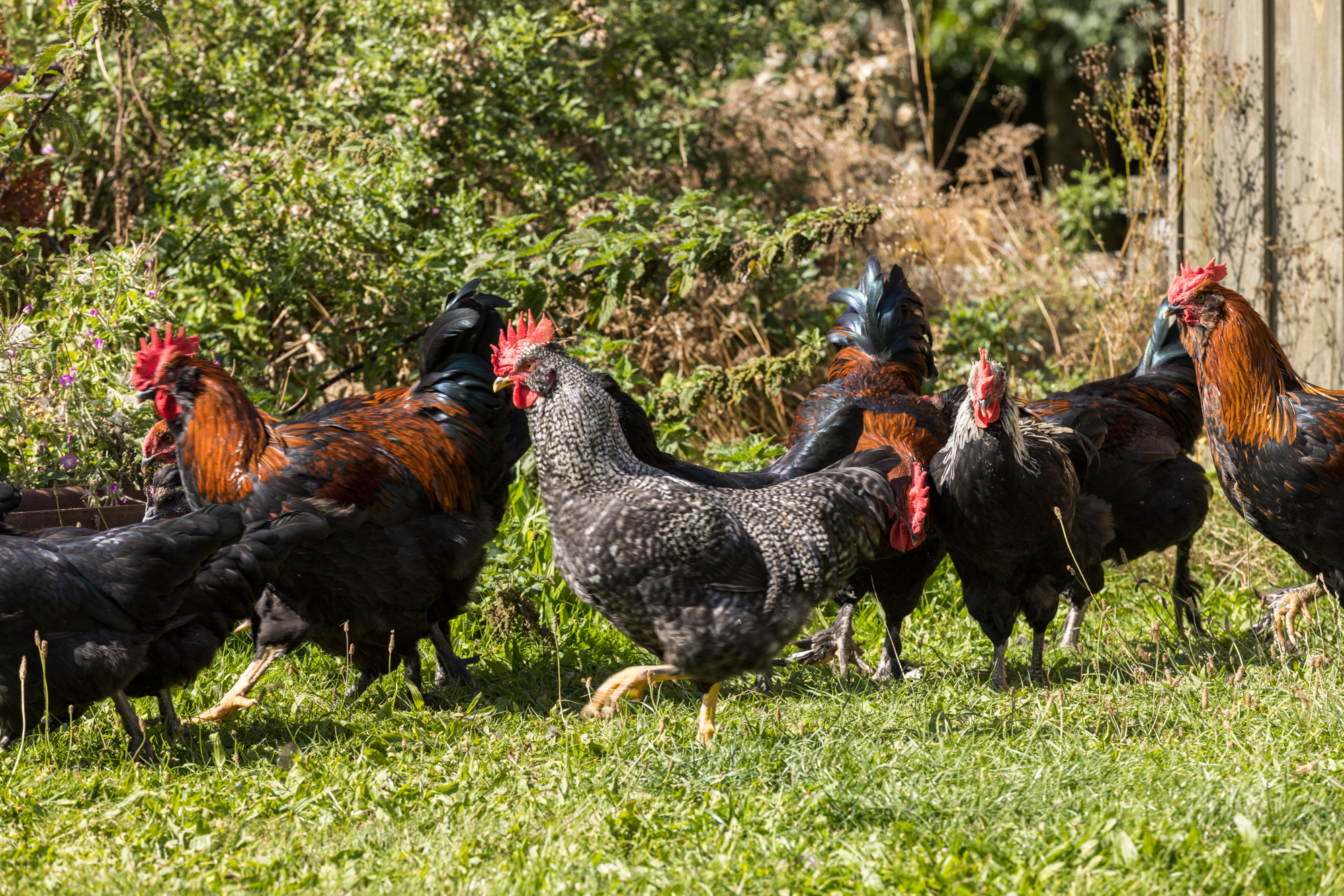 En flok fritgående høns og haner med sort, rødbrun og broget fjerdragt, hvor en stribet (barred) høne går fremad på en solbeskinnet græsplæne; baggrunden viser buske og et træ- eller plankeværk.