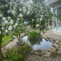 Træ med tætte hvide blomster, hvis grene hænger ned over en lille have- og fiskedam omgivet af runde sten, med blomsterblade spredt på jorden og en bygning med glasvinduer til højre.