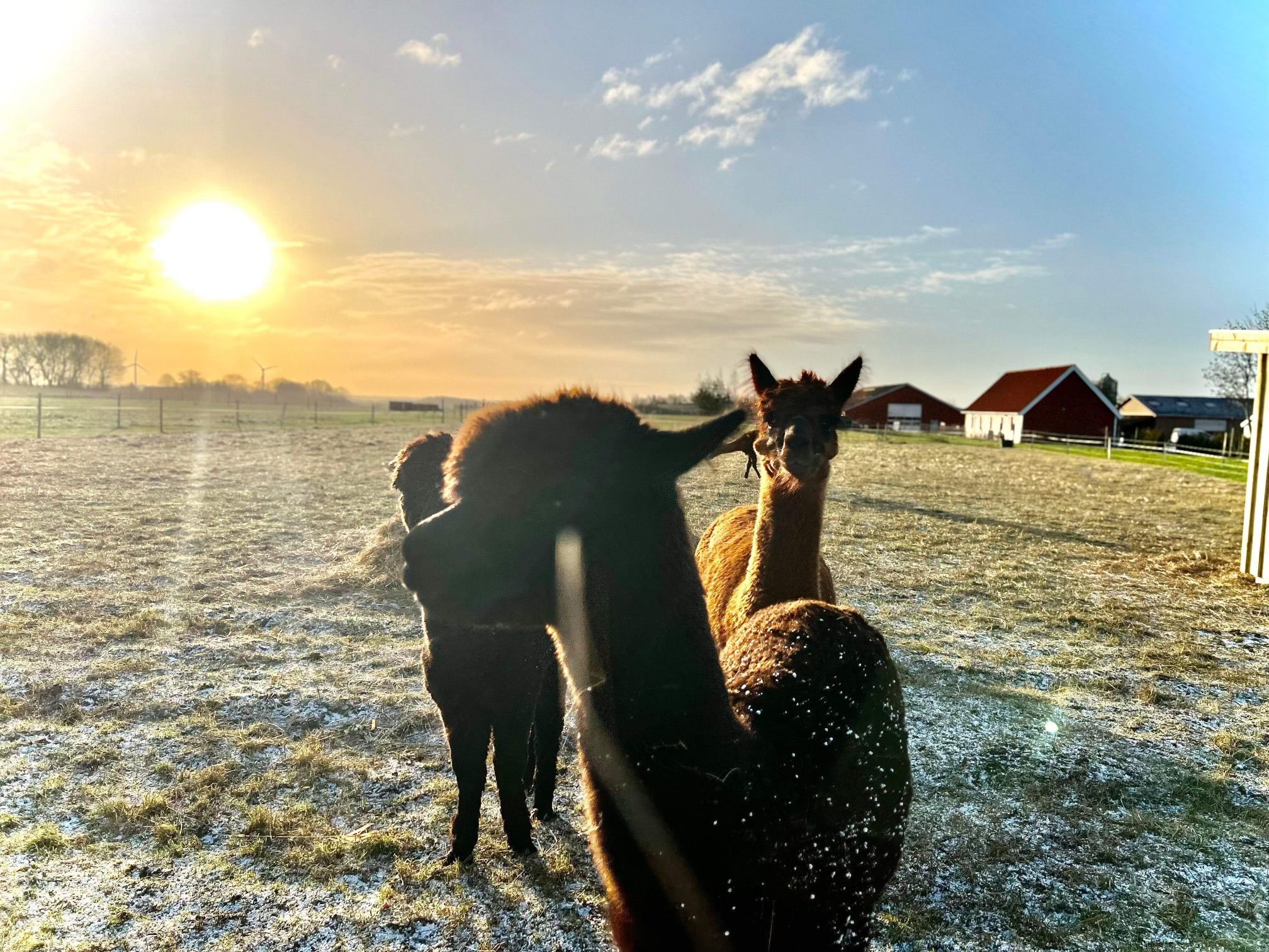 Tre alpakaer står på en frostbelagt mark ved solopgang; den forreste står tæt på kameraet og danner en mørk silhuet mod den lave, blændende sol. Små snefnug ses på pelsen, og røde gårdbygninger ligger i baggrunden.
