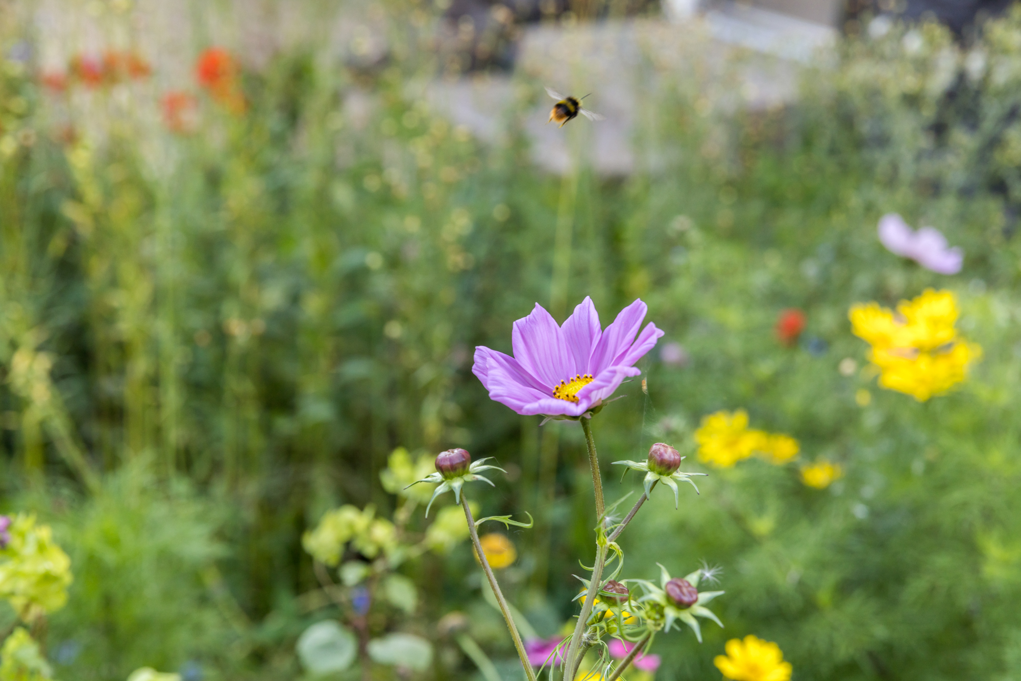 Lilla kosmosblomst i forgrunden med flere knopper på stilken, mens en humlebi svæver over blomsten foran en sløret grøn blomstereng med gule blomster i baggrunden.